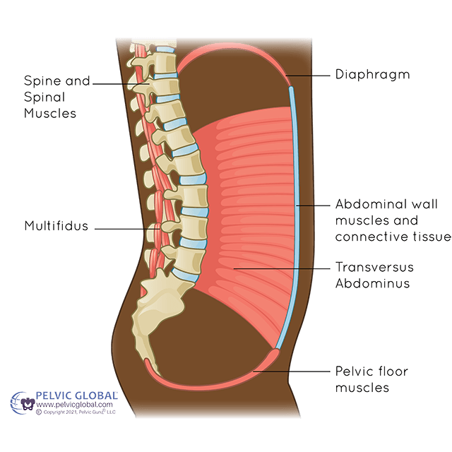 How To Properly Engage Your Transverse Abdominis Muscle