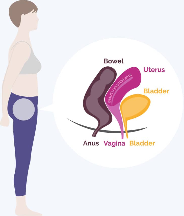 UTERINE PROLAPSE occurs when the pelvic floor muscles and